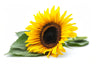 Sonnenblumen