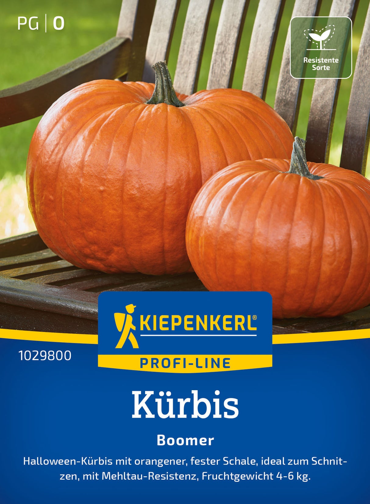 Kiepenkerl Kürbis Boomer