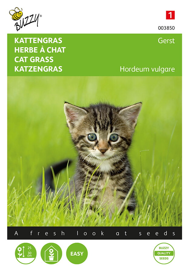 Buzzy Seeds Katzengras Gerste