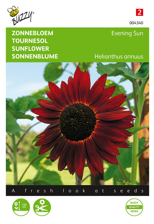 Buzzy Seeds Sonnenblumen Abendsonne