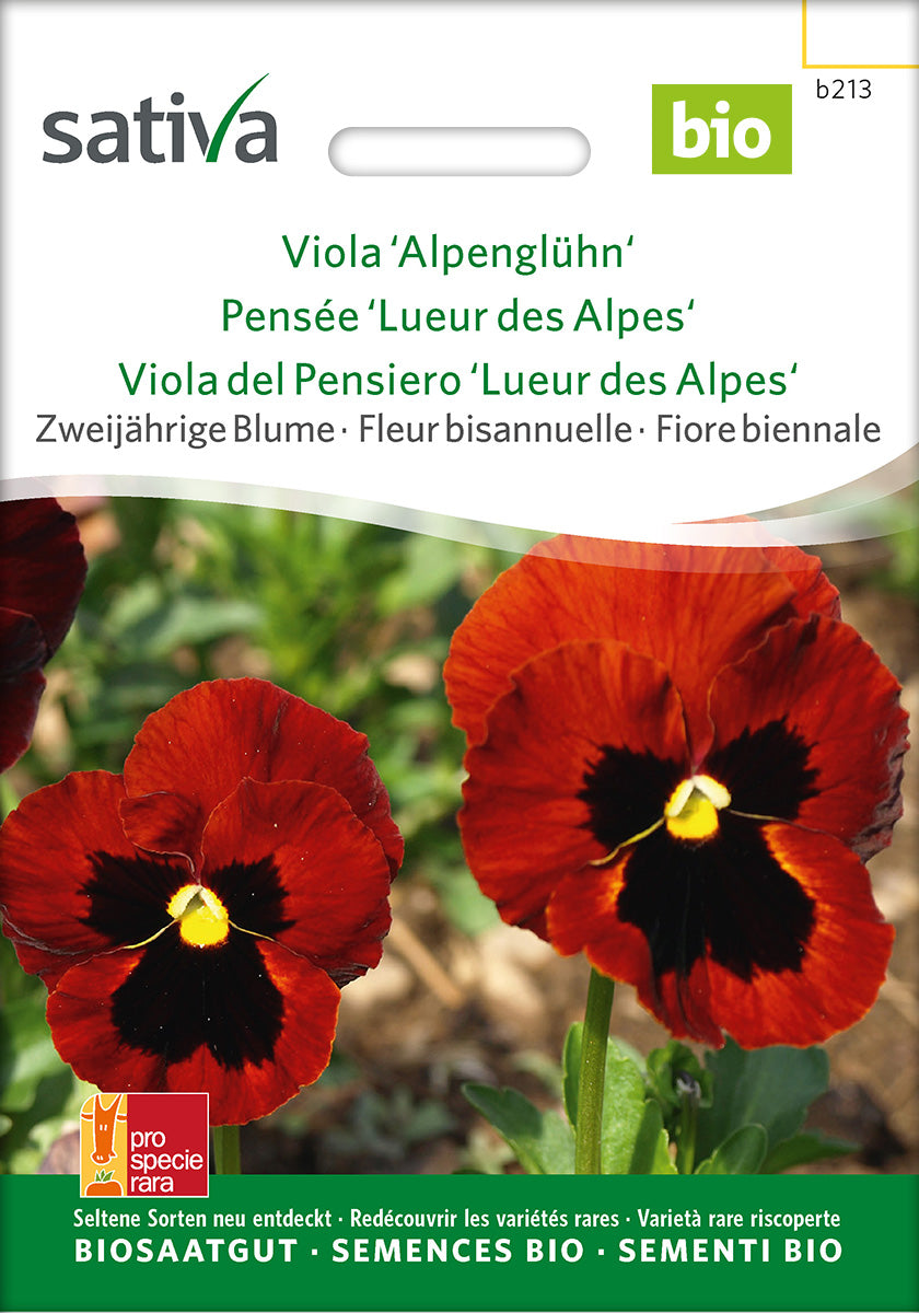 Sativa Viola Alpenglühn
