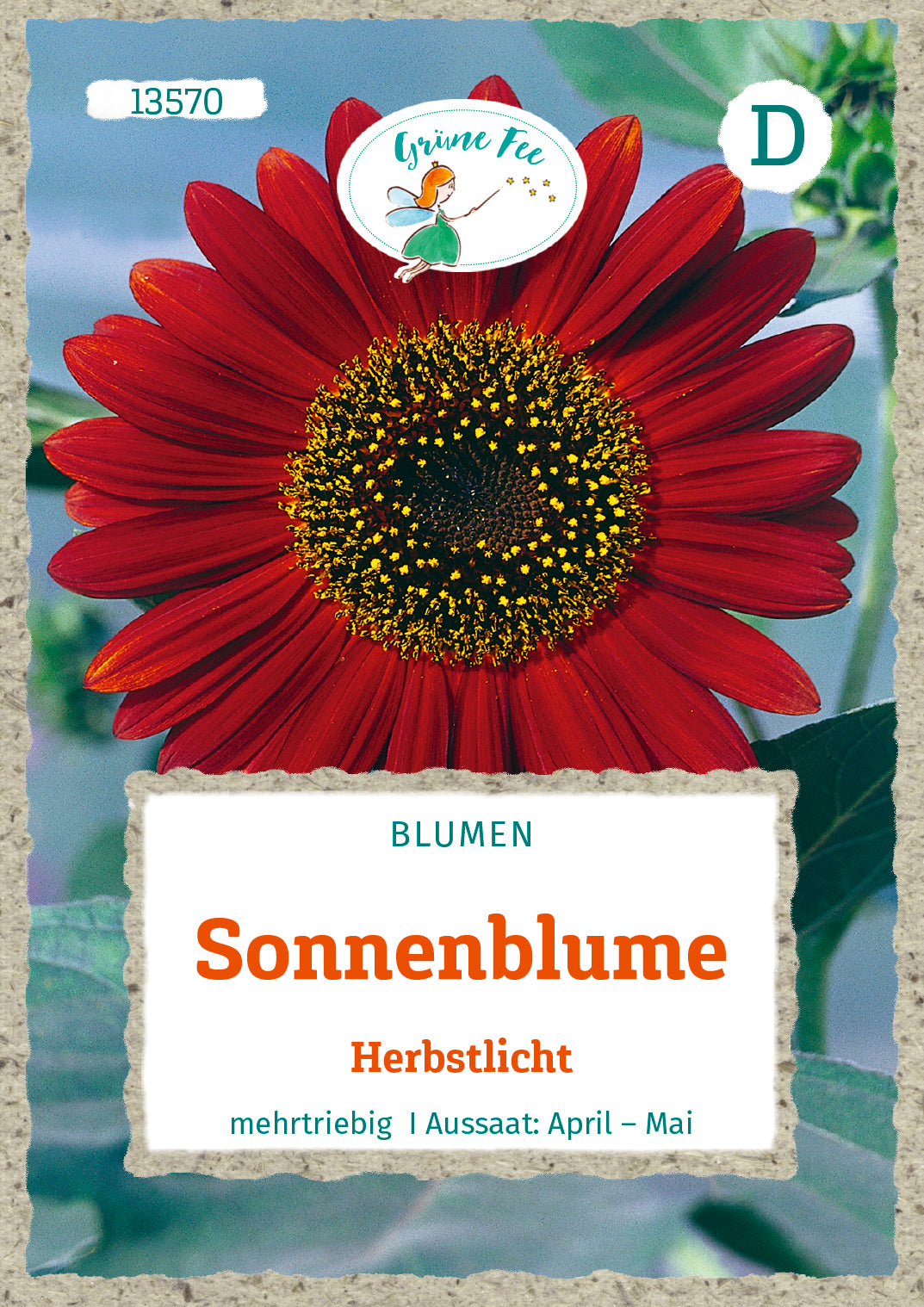 Grüne Fee Sonnenblumen Abendsonne Blutrot