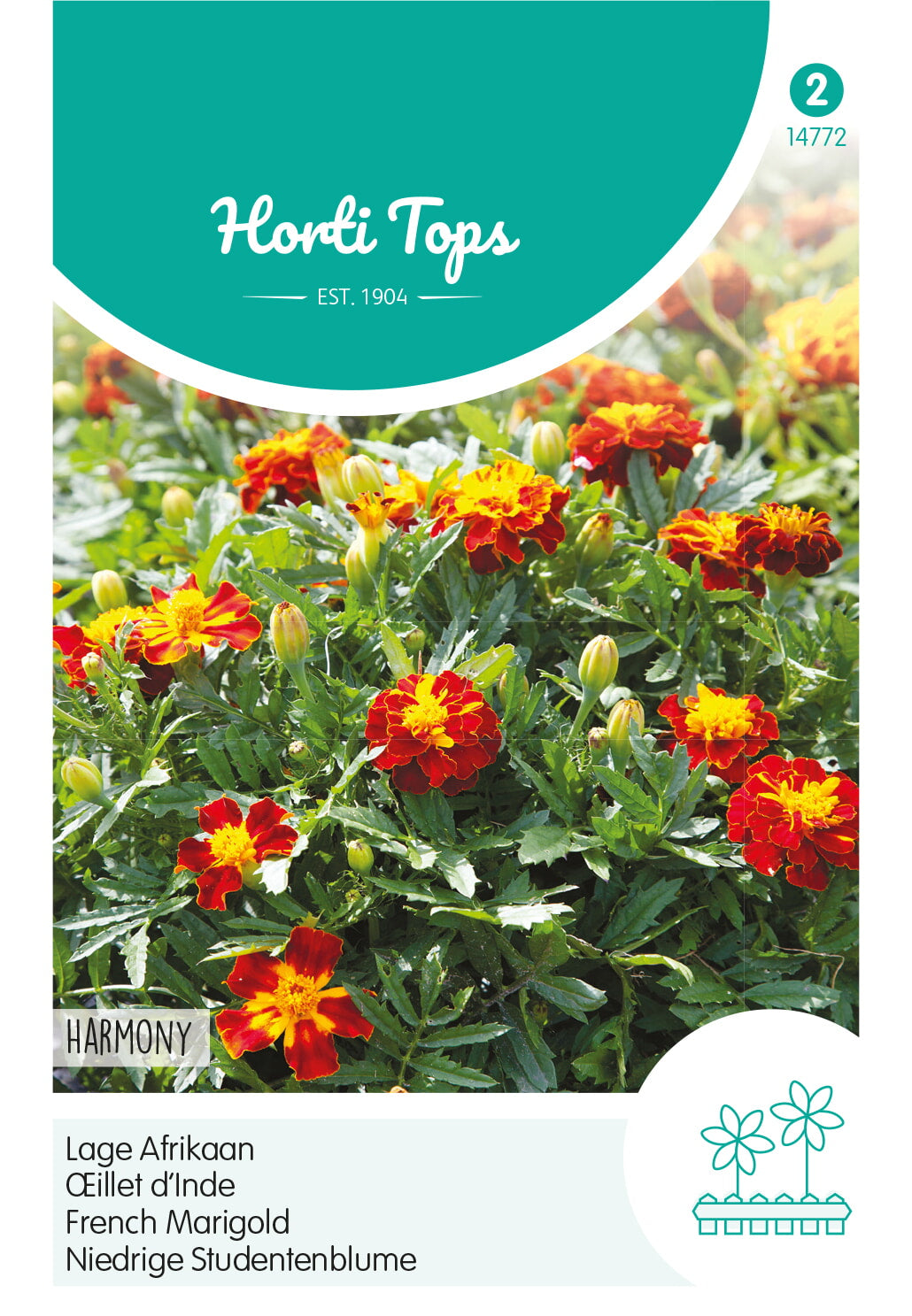 Horti Tops Studentenblume Petite Harmony