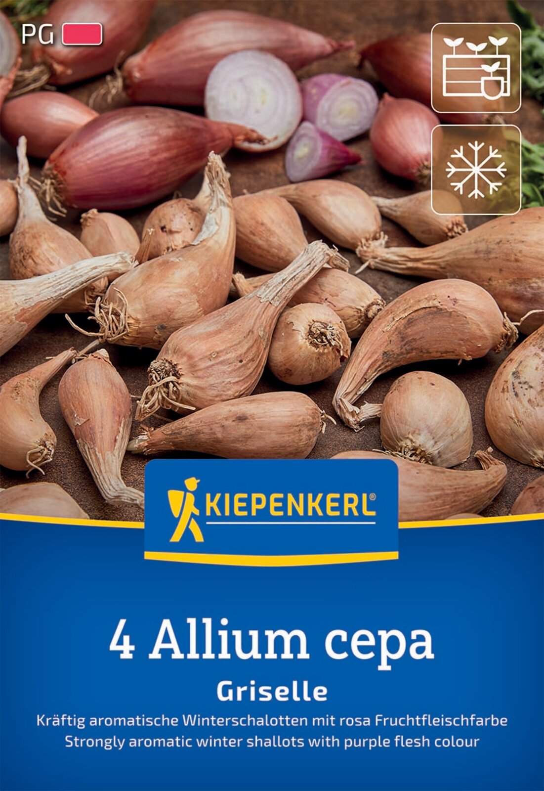 Kiepenkerl Winterschalotte Griselle 4 Stück