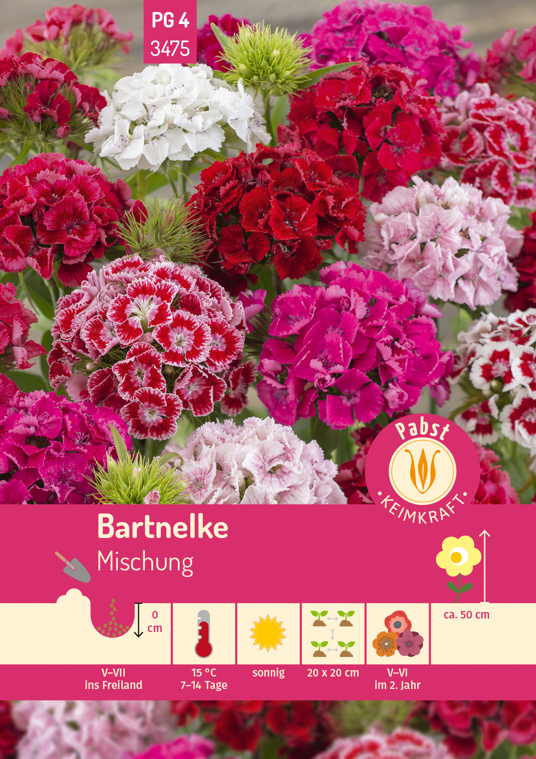 Pabst Keimkraft Bartnelke Einfache Mischung