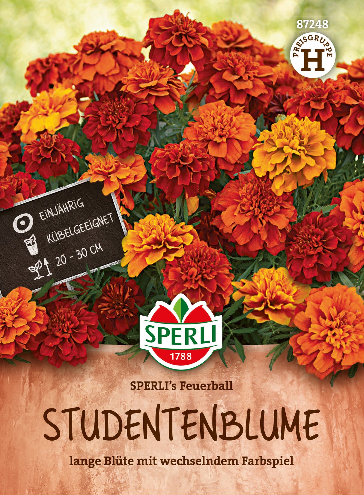 SPERLI Studentenblume SPERLI´s Feuerball
