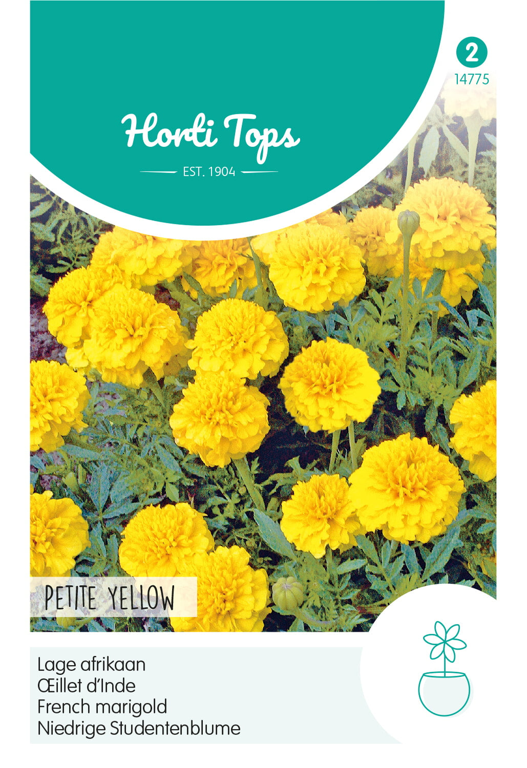 Horti Tops Studentenblume Petite Yellow
