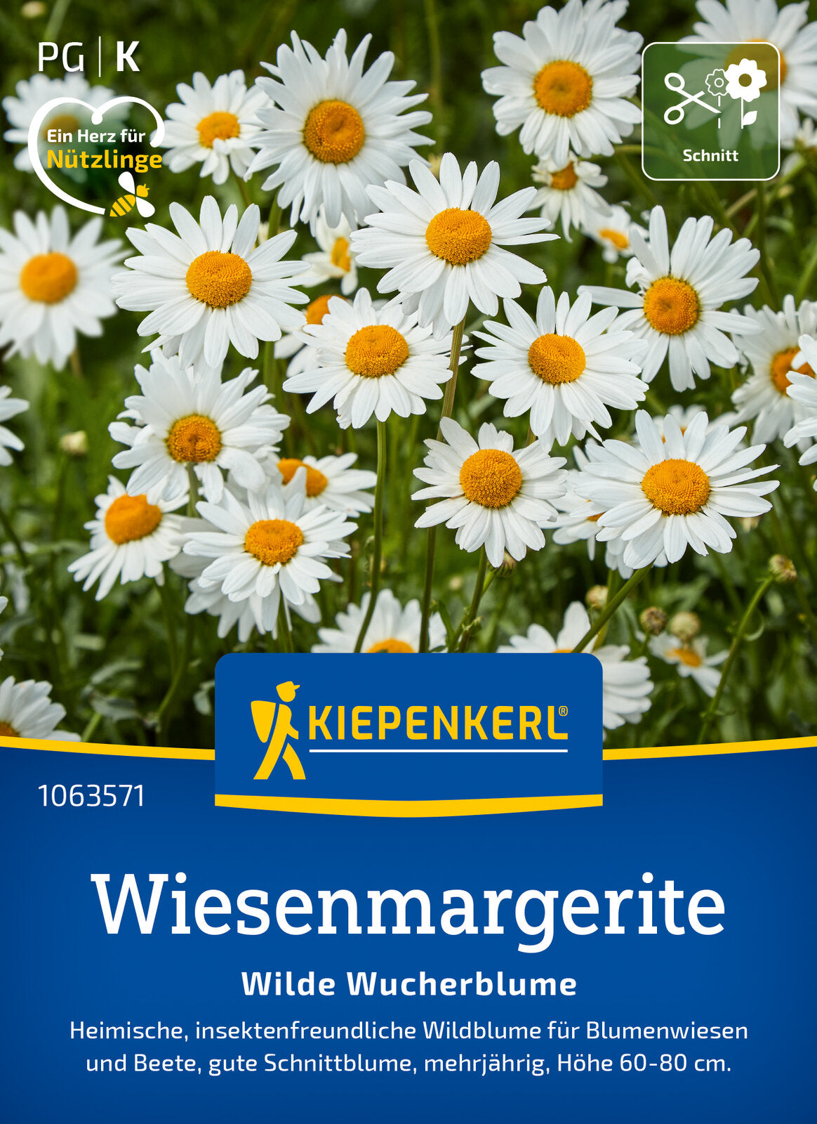 Kiepenkerl Margeriten Wilde Wucherblume