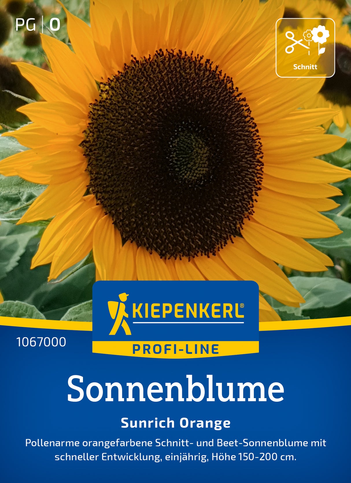 Kiepenkerl Sonnenblumen Sunrich Orange
