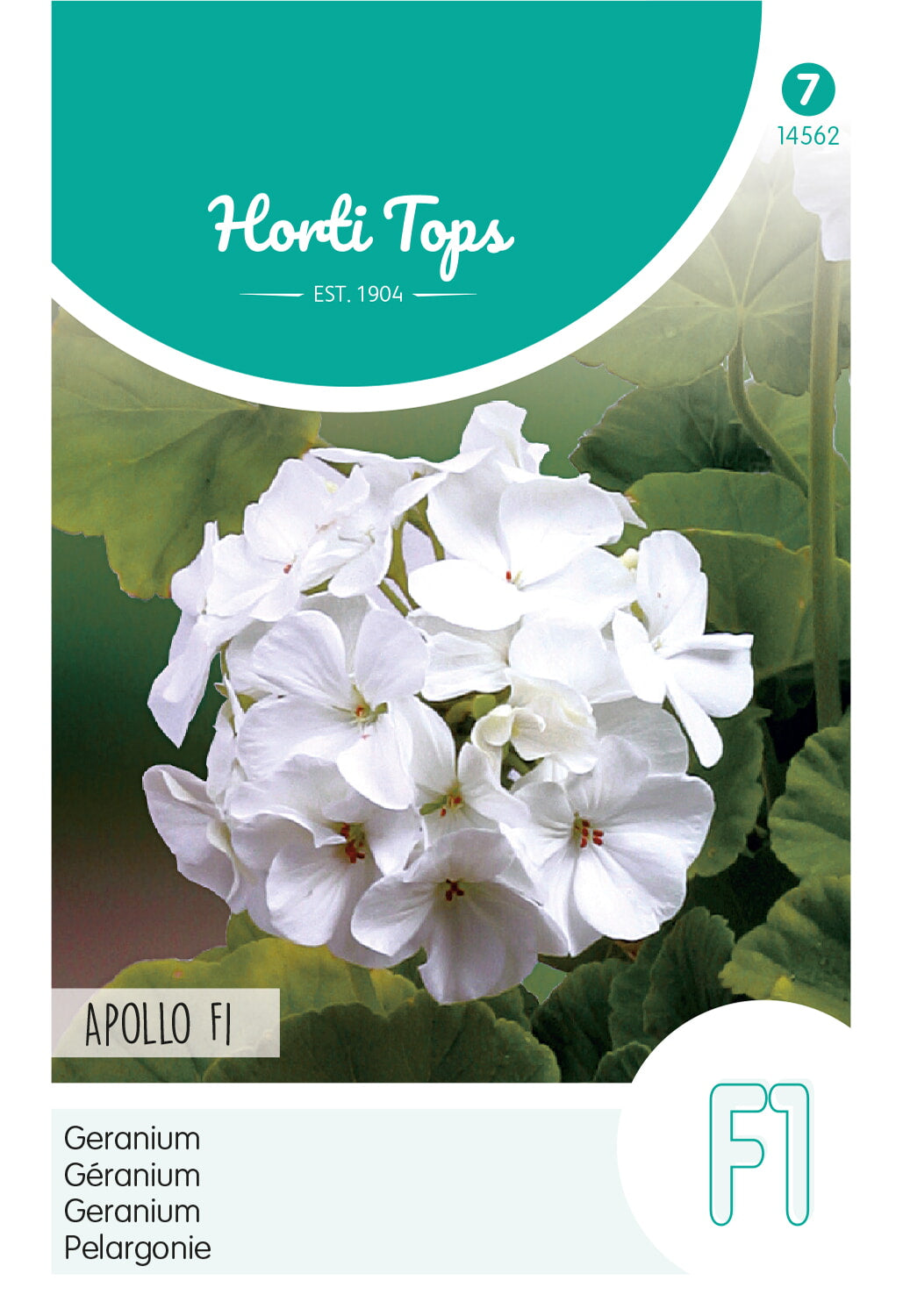 Horti Tops Pelargonie Apollo Weiß