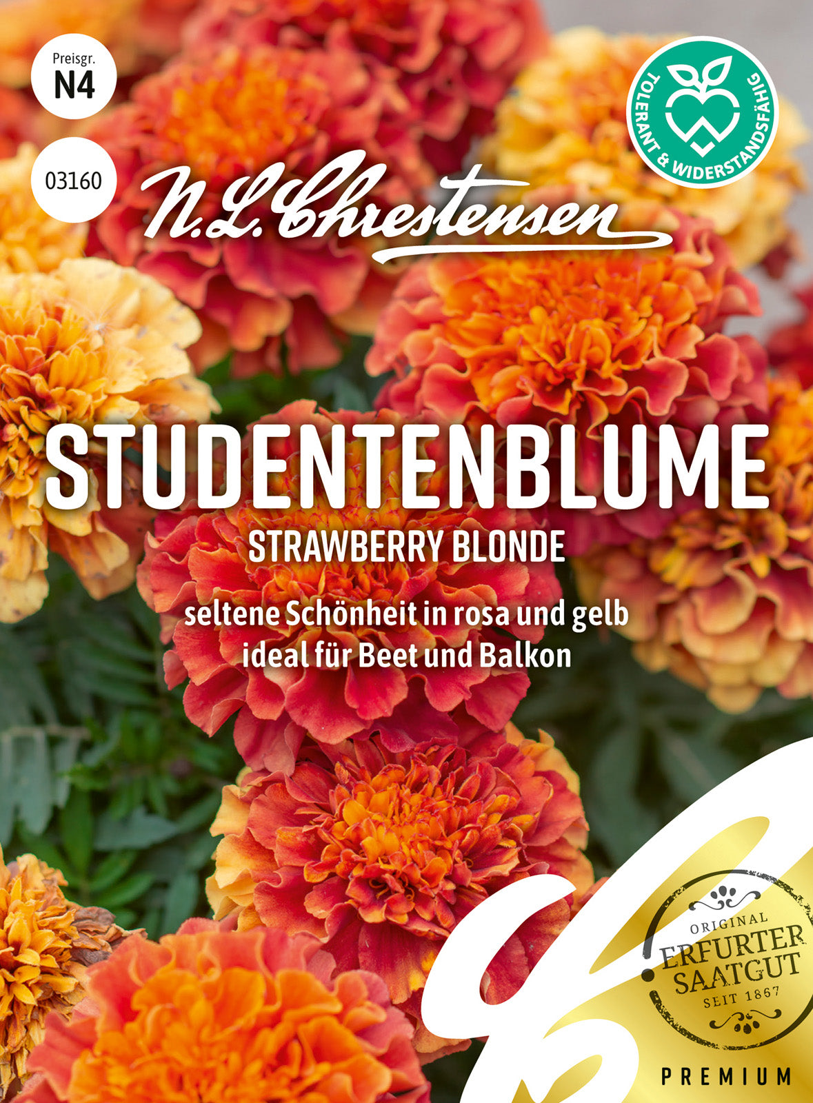 N.L. Chrestensen Studentenblume Strawberry Blonde