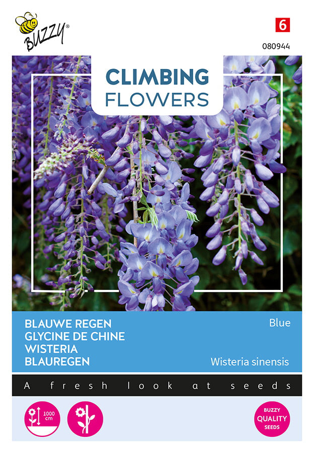 Buzzy Seeds Blauregen Wisteria Blau