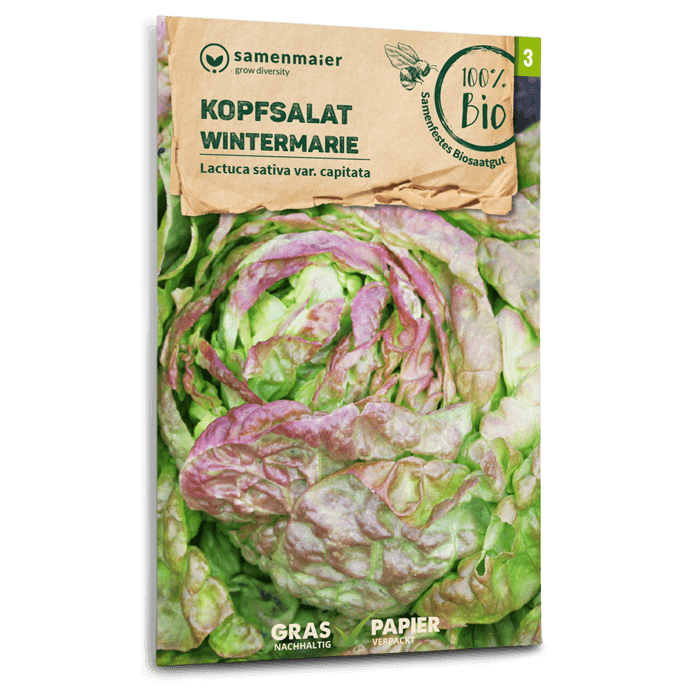 Samen Maier BIO Kopfsalat Wintermarie