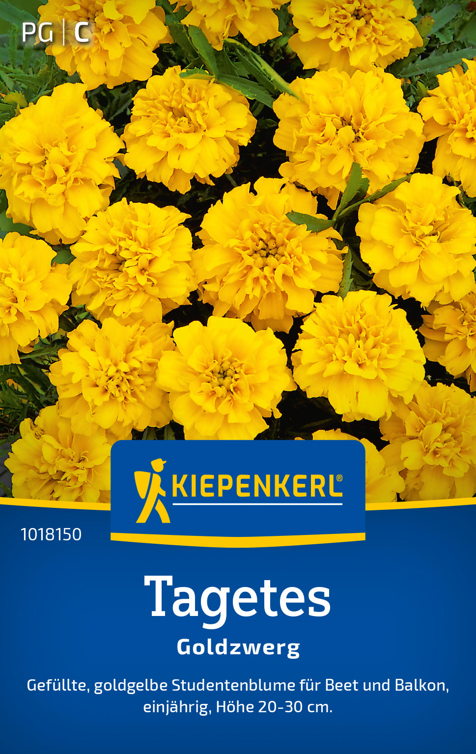 Kiepenkerl Studentenblumen Goldzwerg