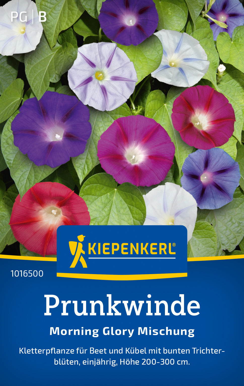 Kiepenkerl Prunkwinden Morning Glory Mischung