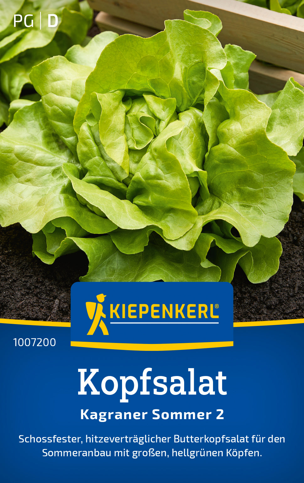 Kiepenkerl Kopfsalat Kagraner Sommer 2