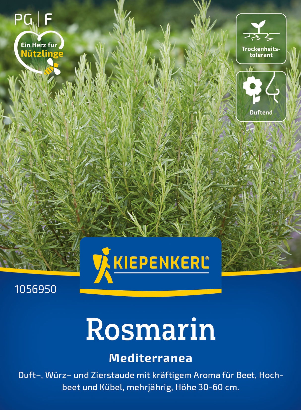 Kiepenkerl Rosmarin Mediterranea