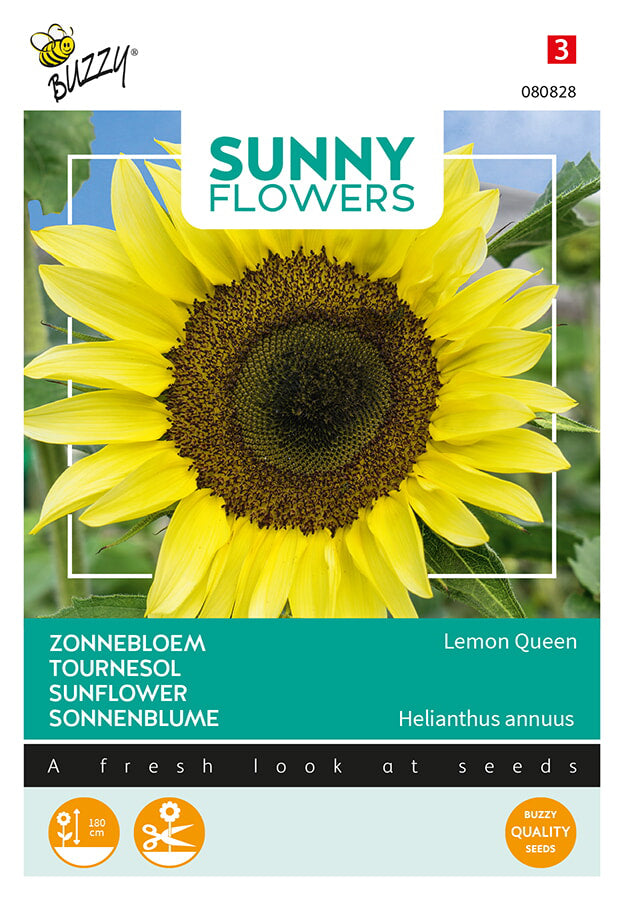 Buzzy Seeds Sonnenblume Lemon Queen