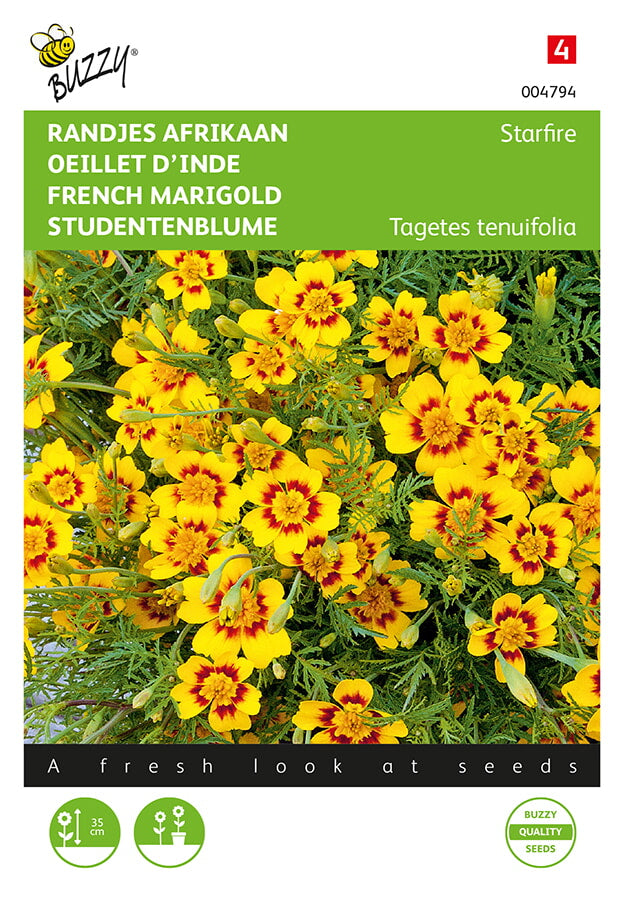 Buzzy Seeds Studentenblumen Starfire