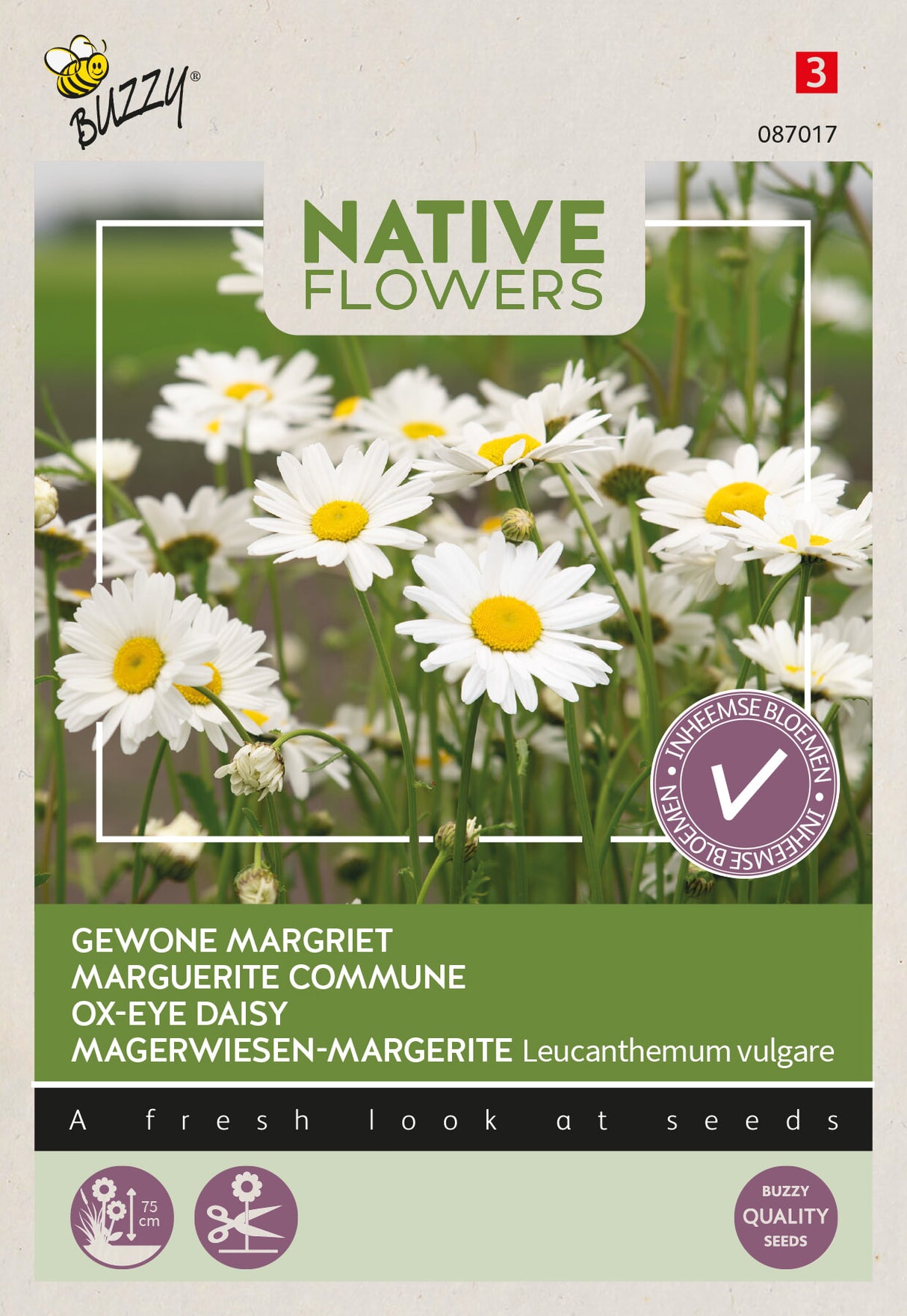 Buzzy Seeds Margerite Magerwiesen