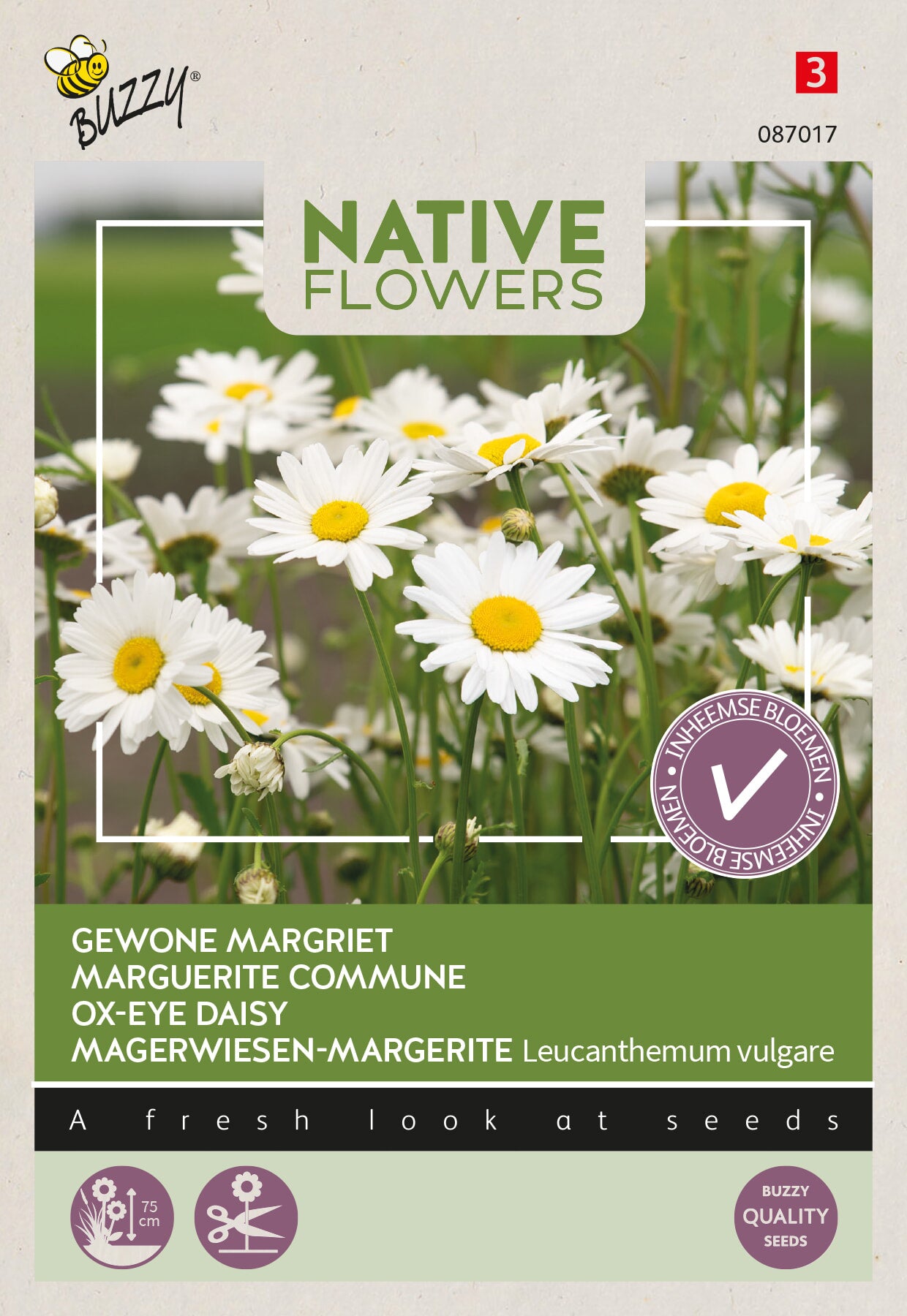 Buzzy Seeds Margerite Magerwiesen