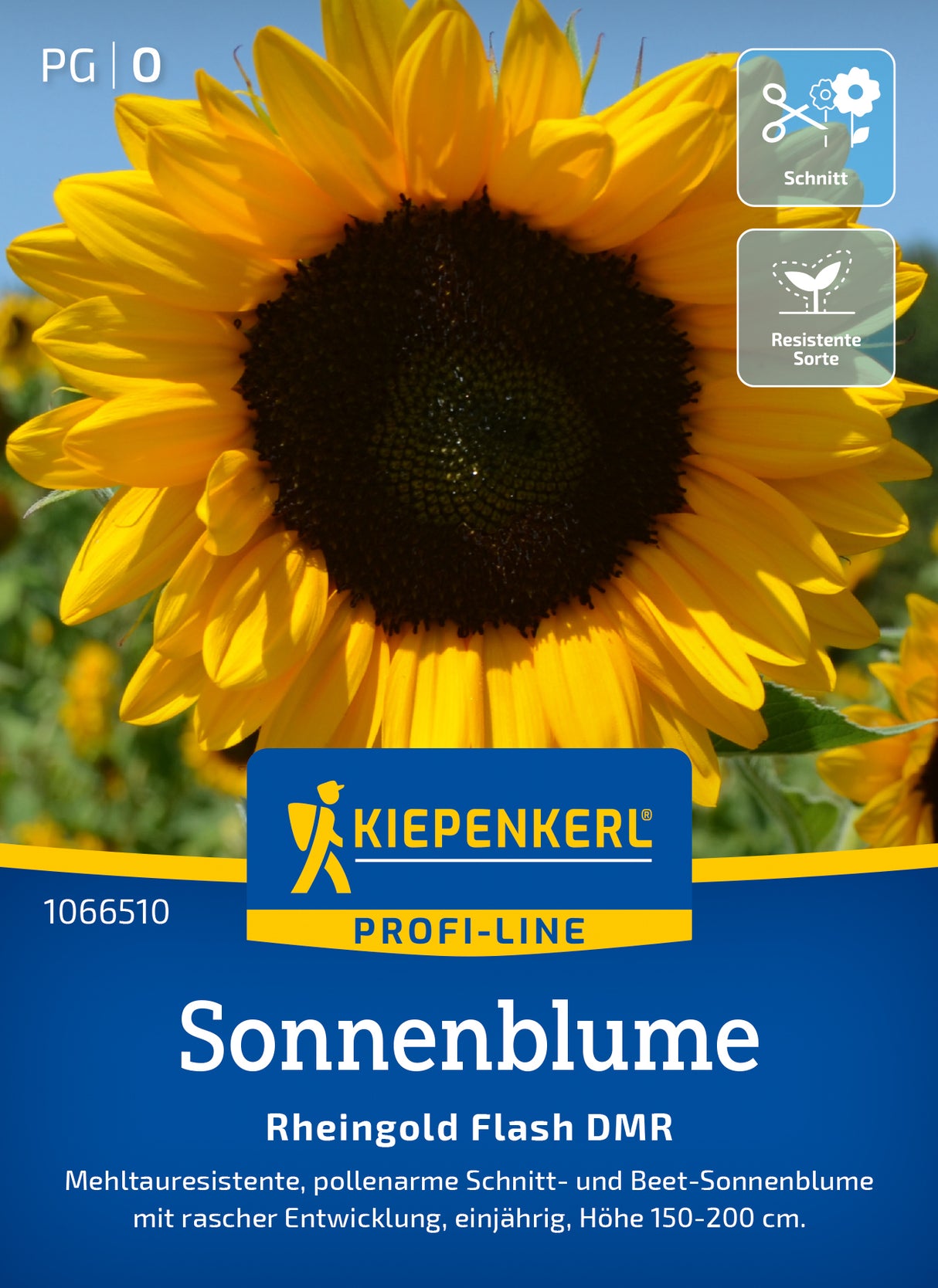 Kiepenkerl Sonnenblumen Rheingold Flash DMR