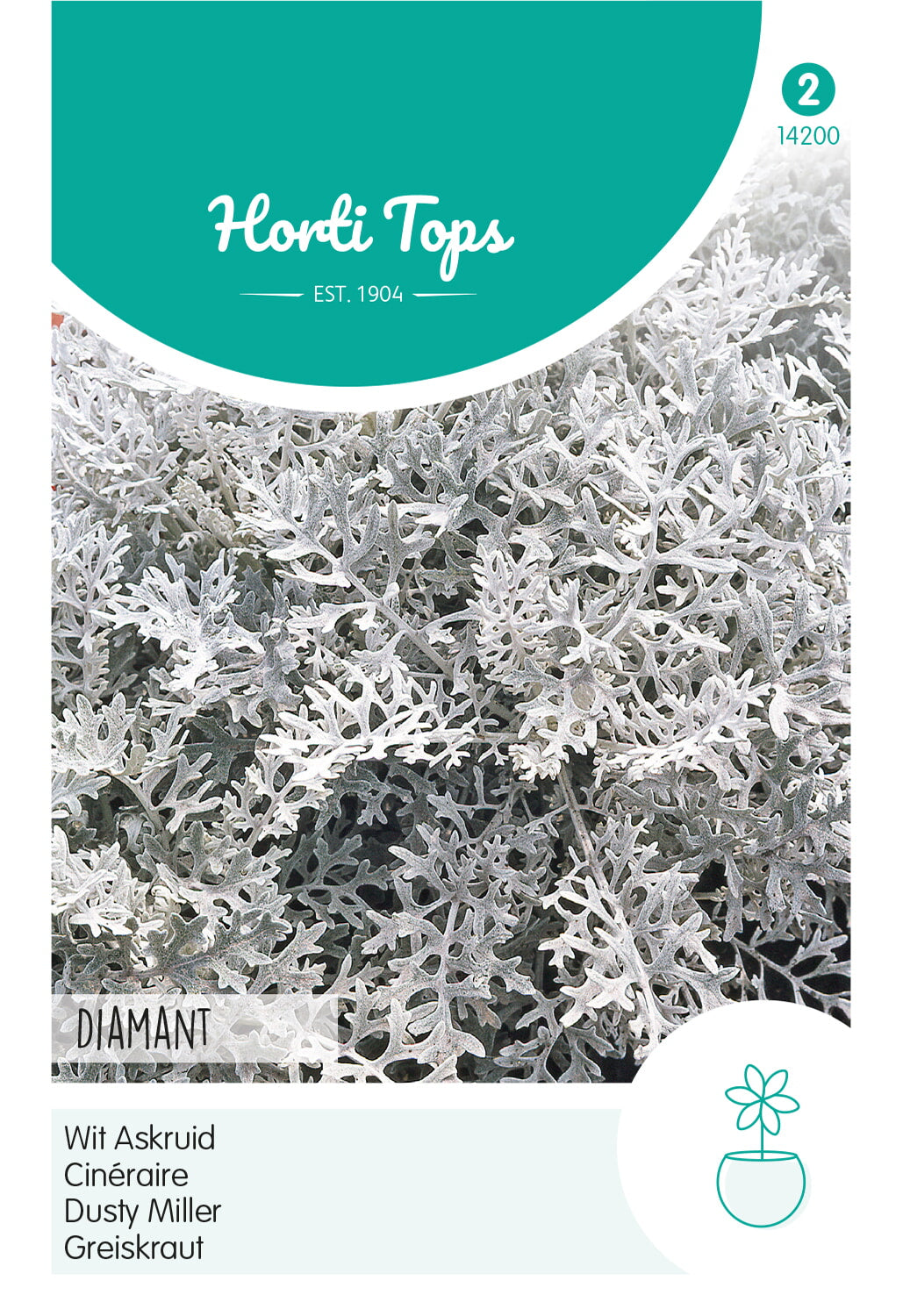 Horti Tops Weißfilziges Greiskraut Diamant