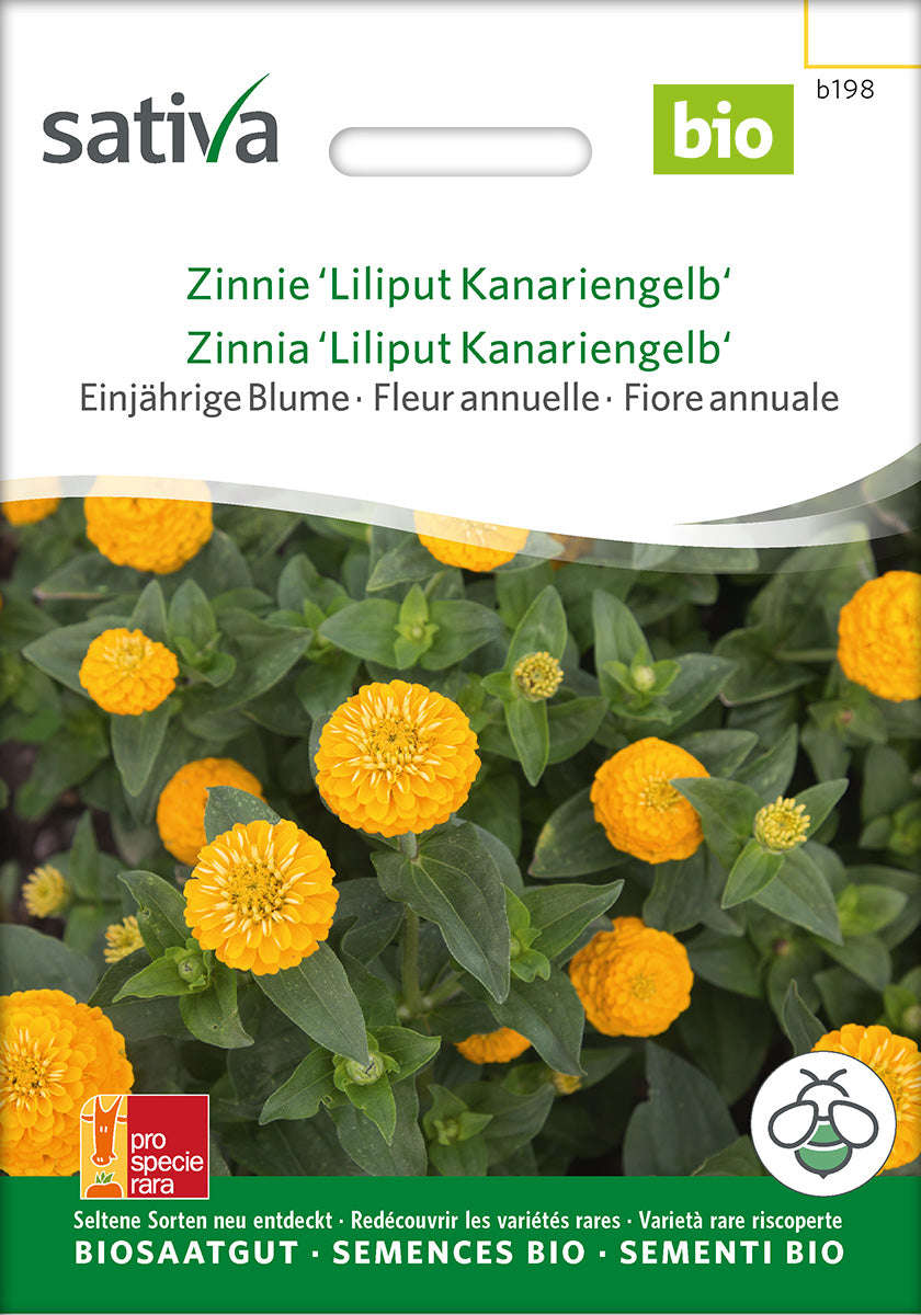 Sativa Zinnie Liliput Kanariengelb