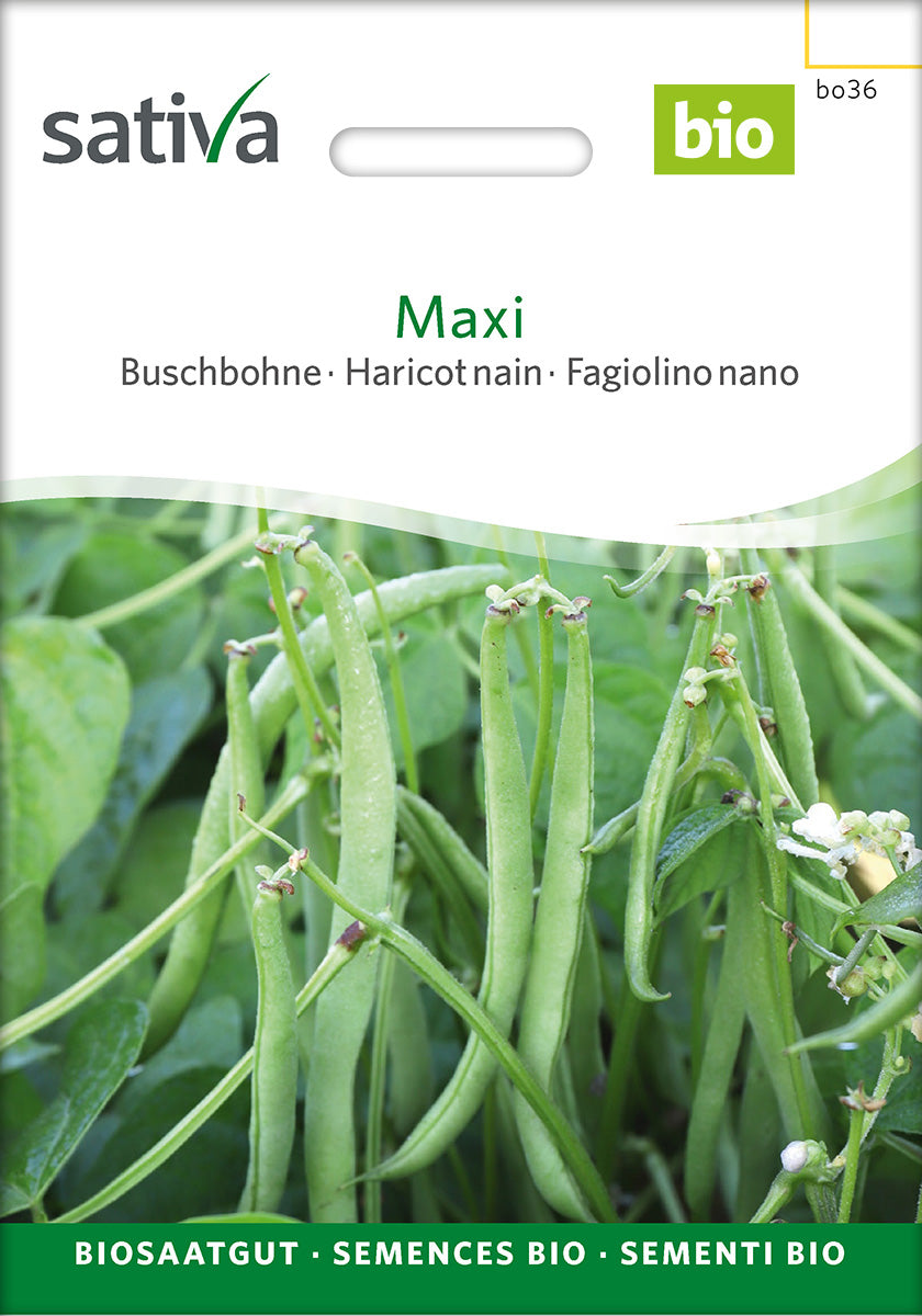 Sativa Buschbohne Maxi