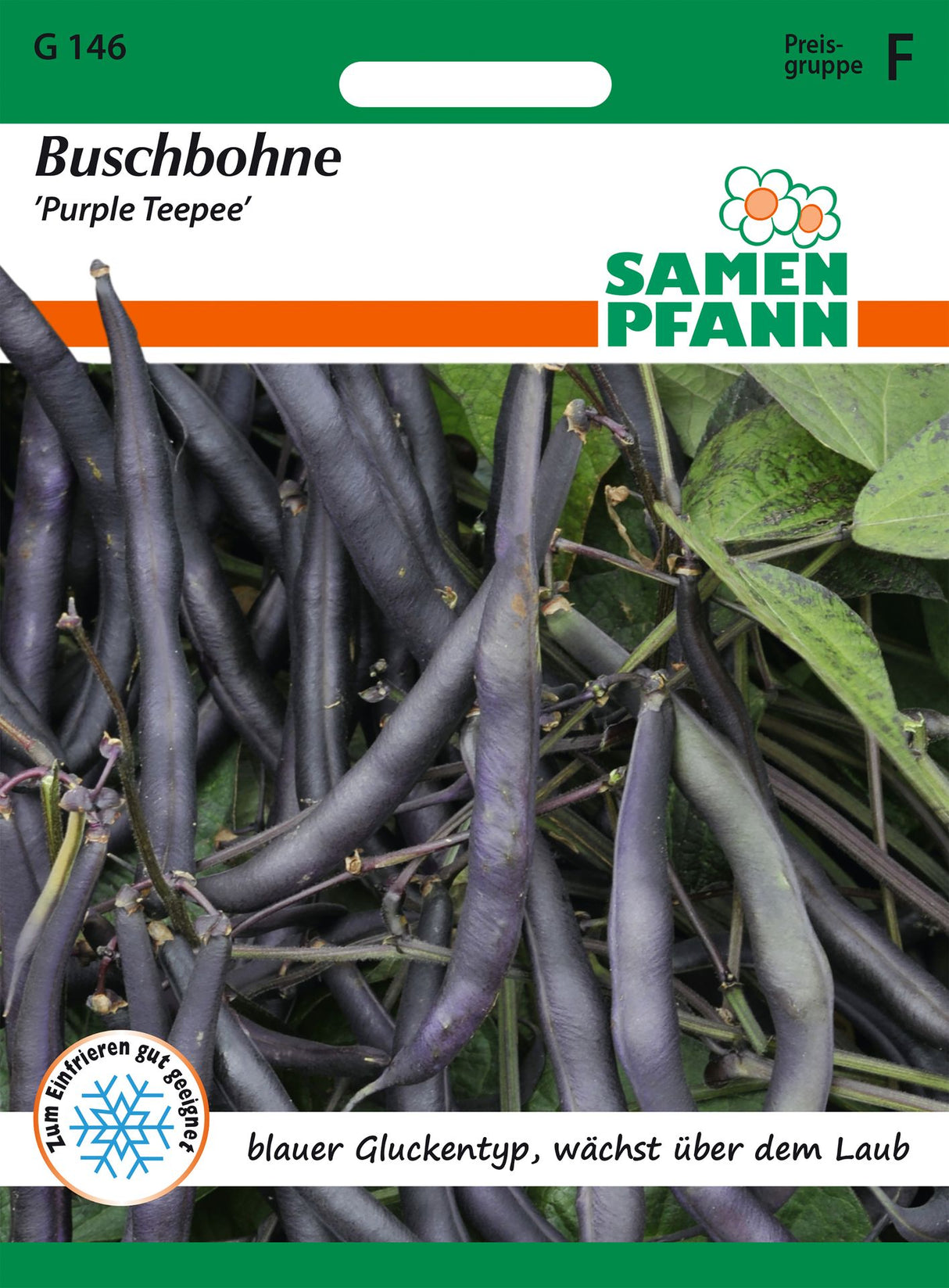 Samen Pfann Buschbohne Purple Teepee