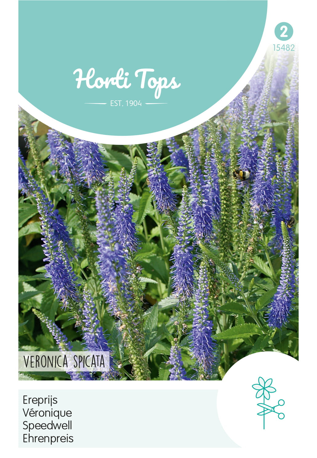 Horti Tops Ehrenpreis Spicata Blau