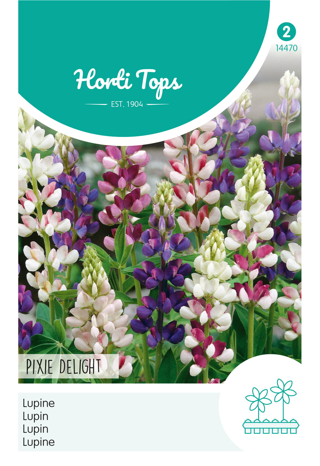 Horti Tops Lupine Hartwegii Pixie Delight Niedrig