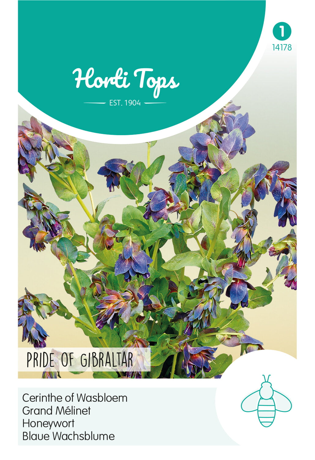Horti Tops Große Wachsblume Pride of Gibraltar
