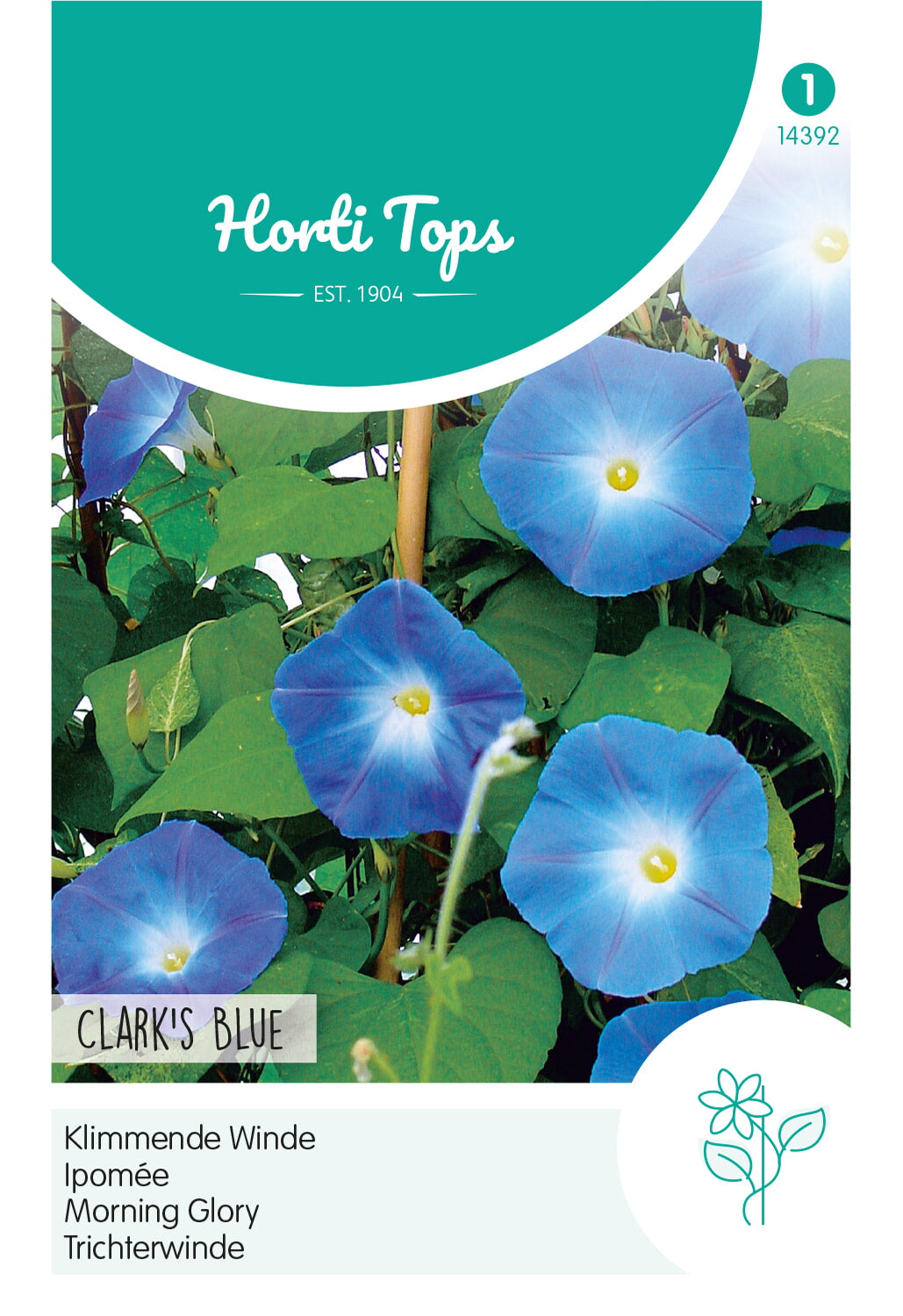 Horti Tops Himmelblaue Winde Rubro coerulea praecox Himmelblau