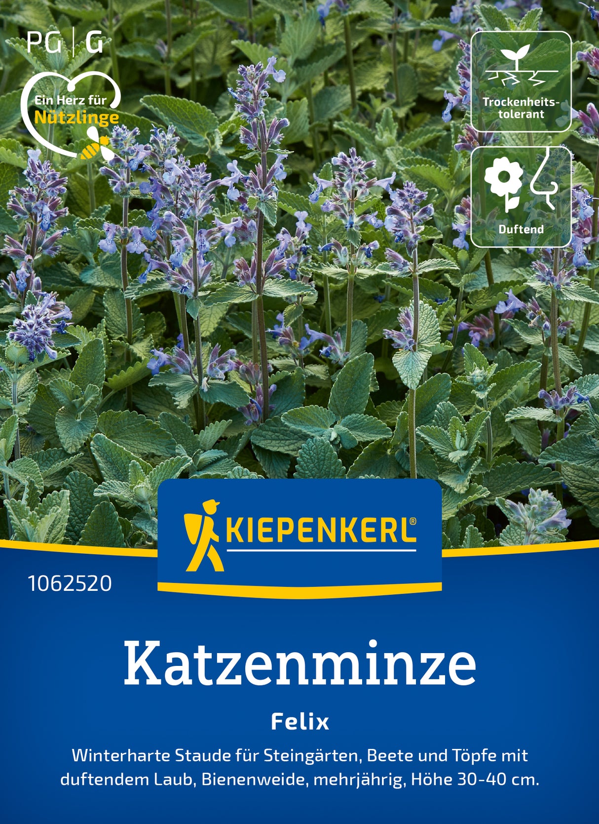 Kiepenkerl Katzenminze Felix