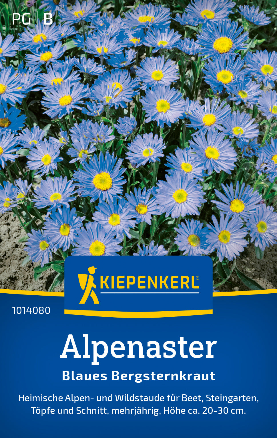 Kiepenkerl Alpenaster Blaues Bergsteinkraut