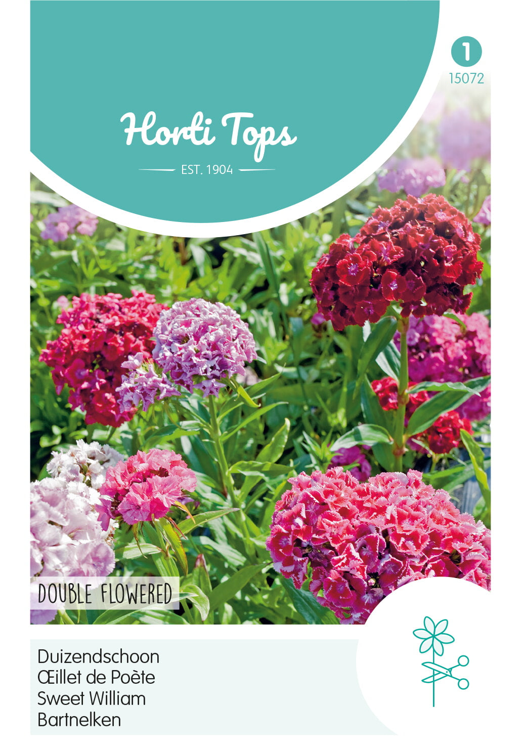 Horti Tops Bartnelke Gefüllte Duplex Mischung