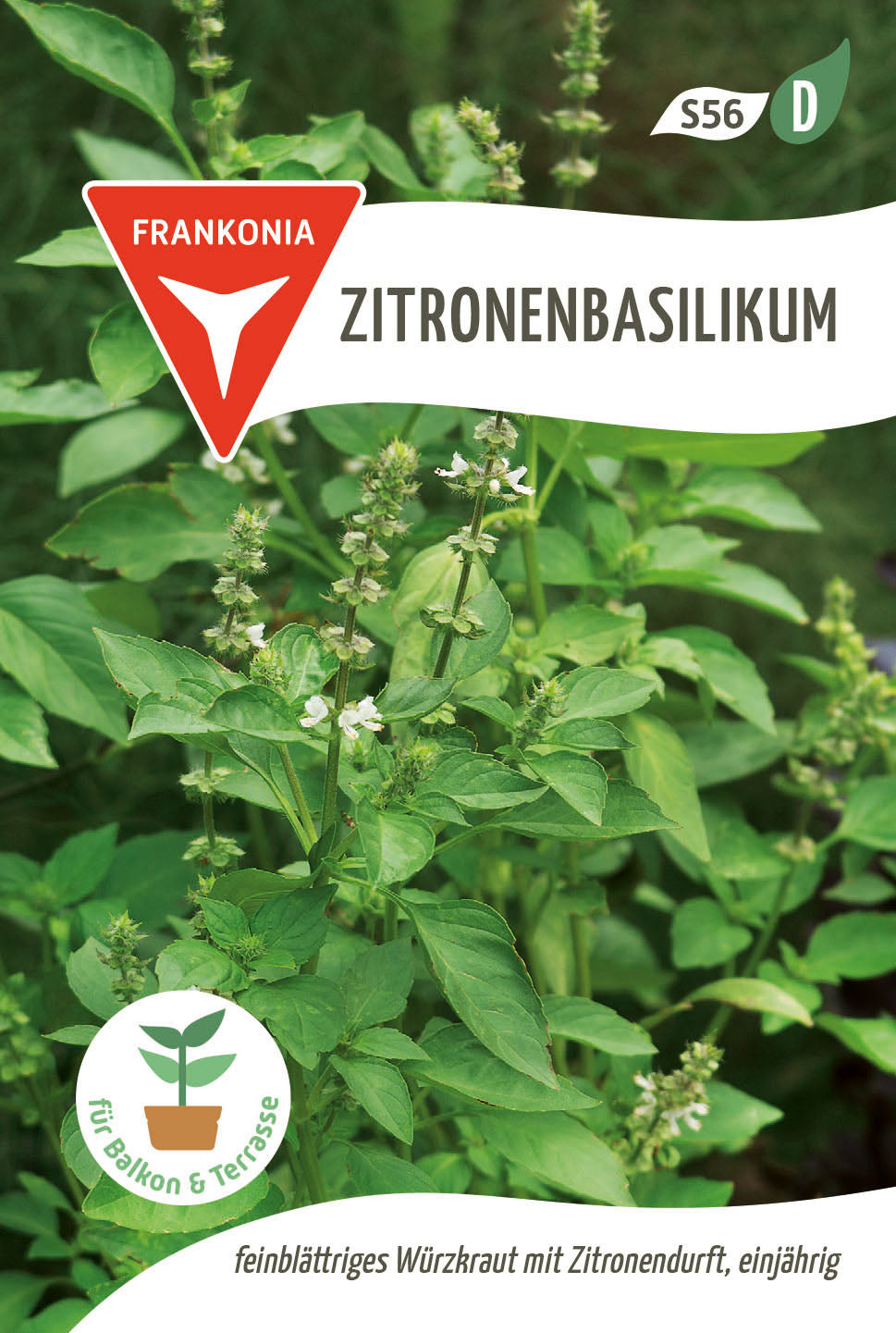 Frankonia Samen Zitronenbasilikum