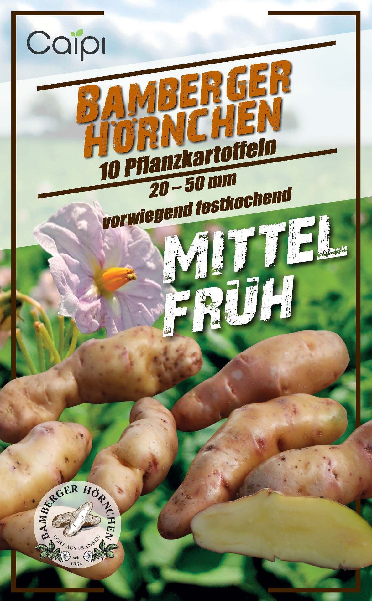 Pflanzkartoffel Bamberger Hörnchen 10 Stück