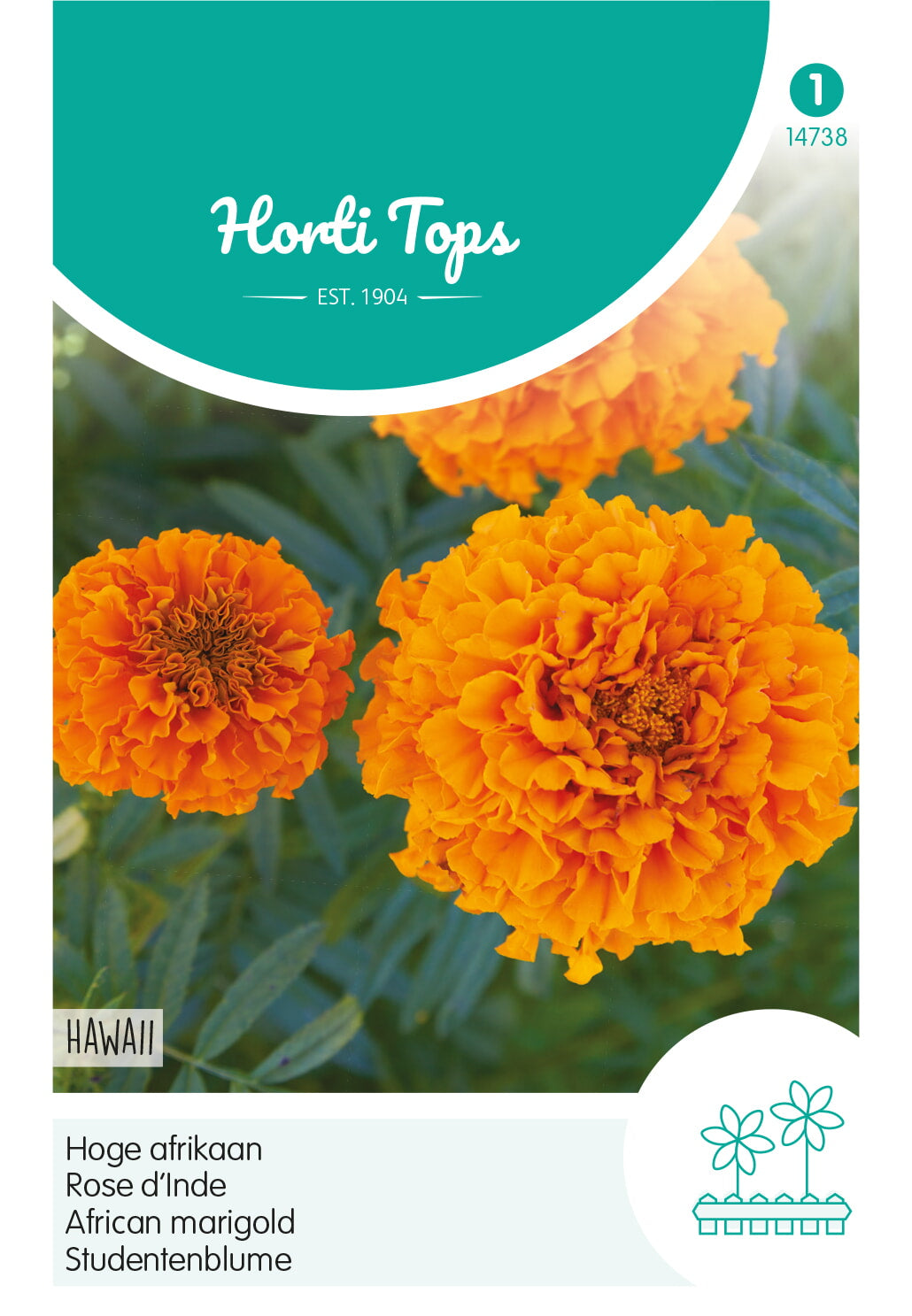 Horti Tops Aufrechte Studentenblume Hawaii Hohe Gefüllte Orange