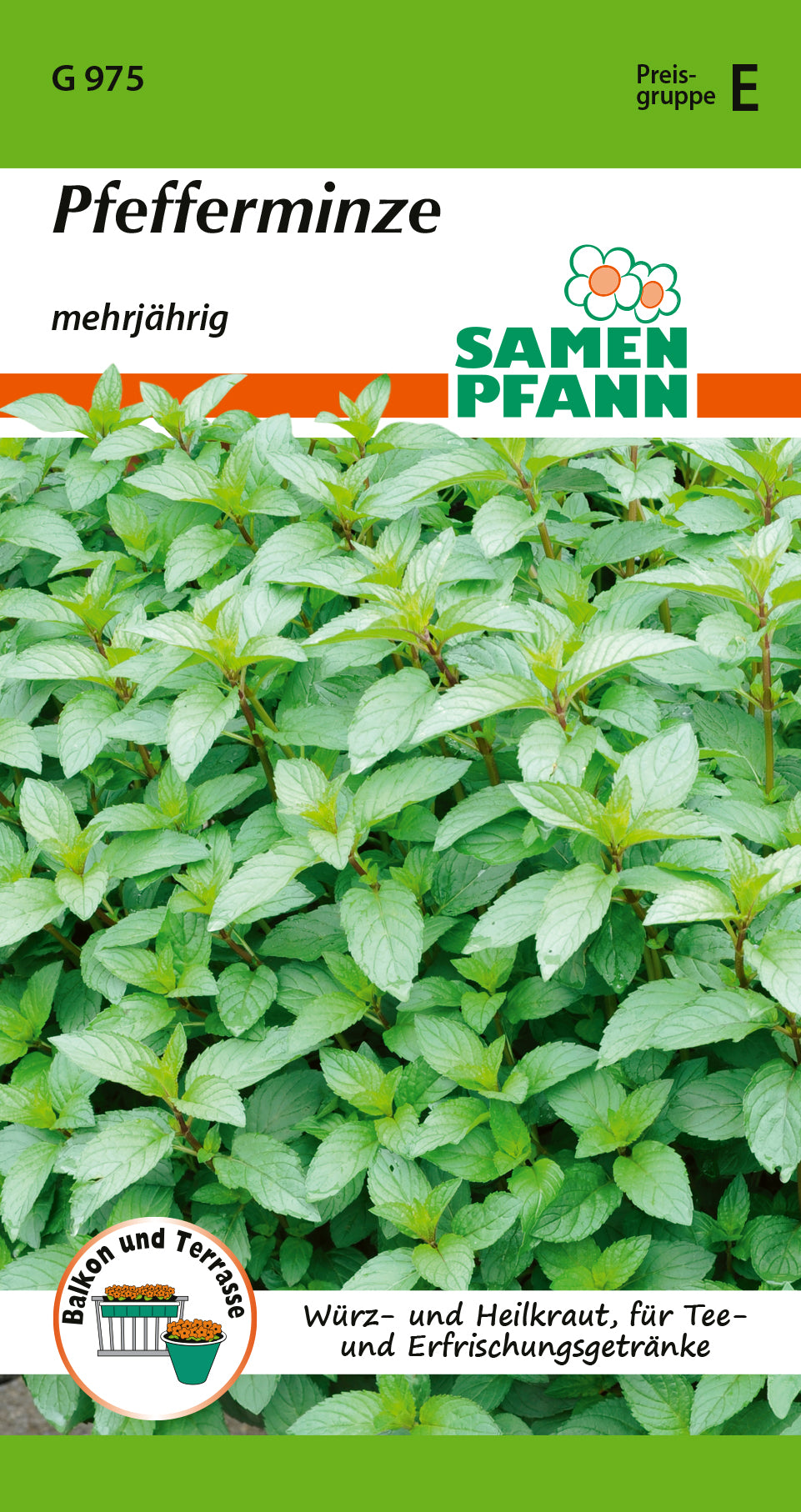 Samen Pfann mehrjährig Pfefferminze