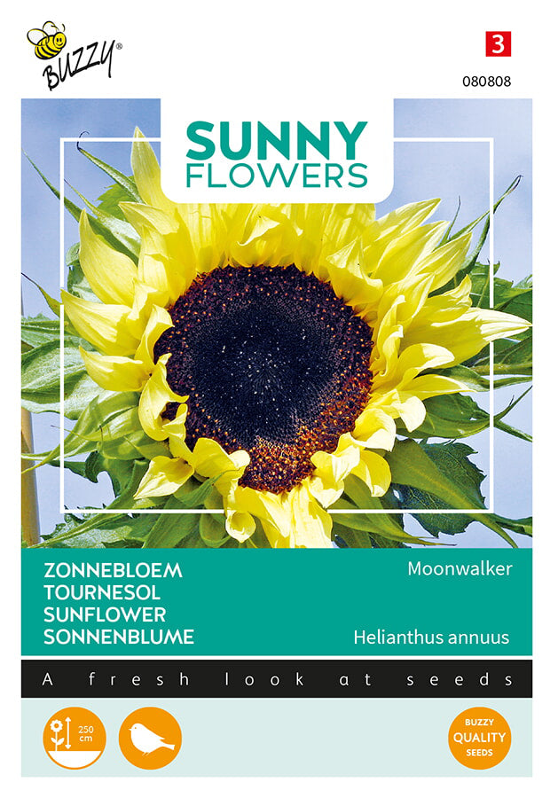Buzzy Seeds Sonnenblume Moonwalker