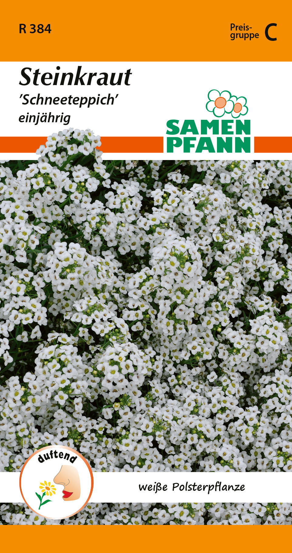 Samen Pfann Steinkraut Schneeteppich