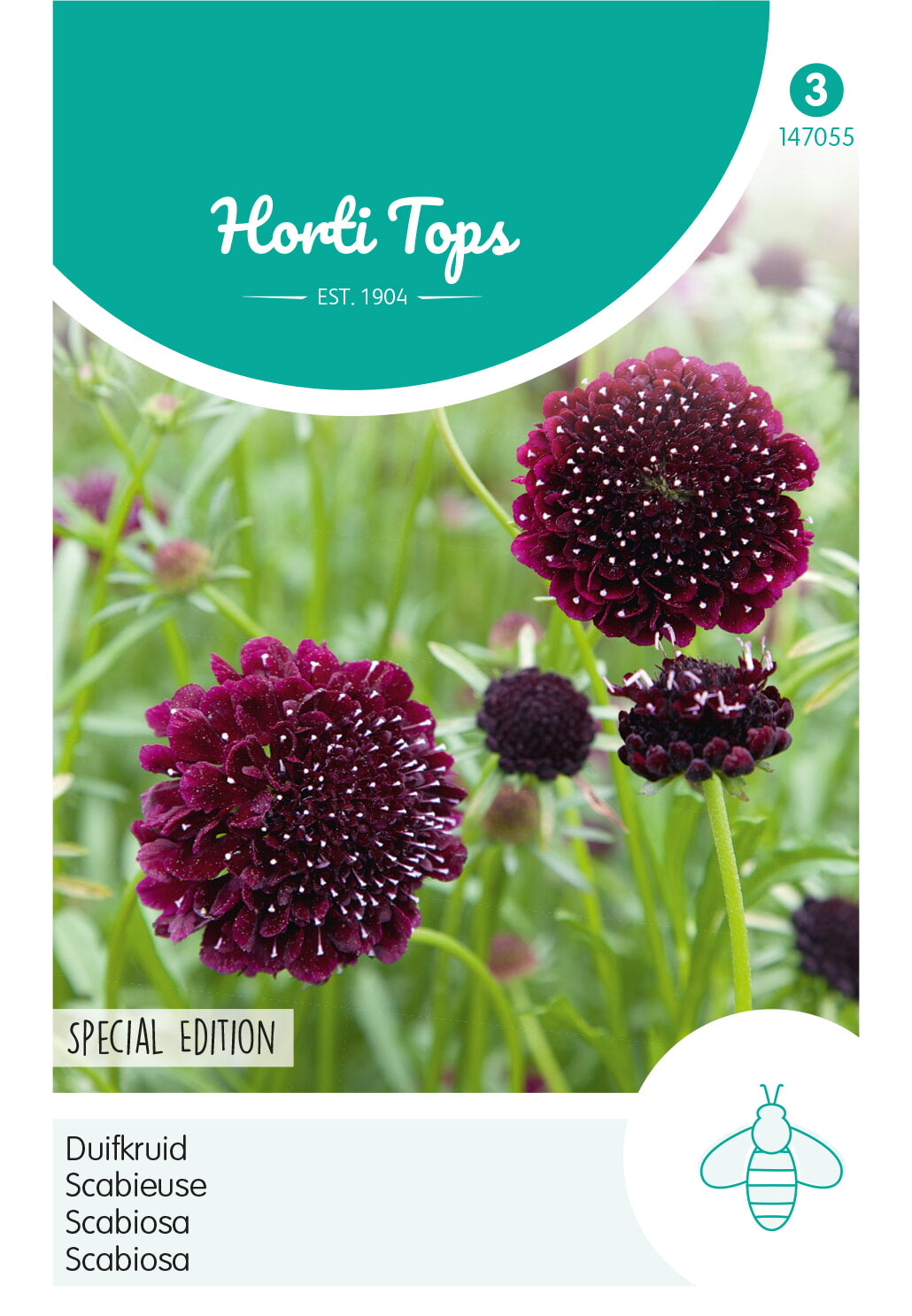 Horti Tops Skabiose Schwarz Purpur