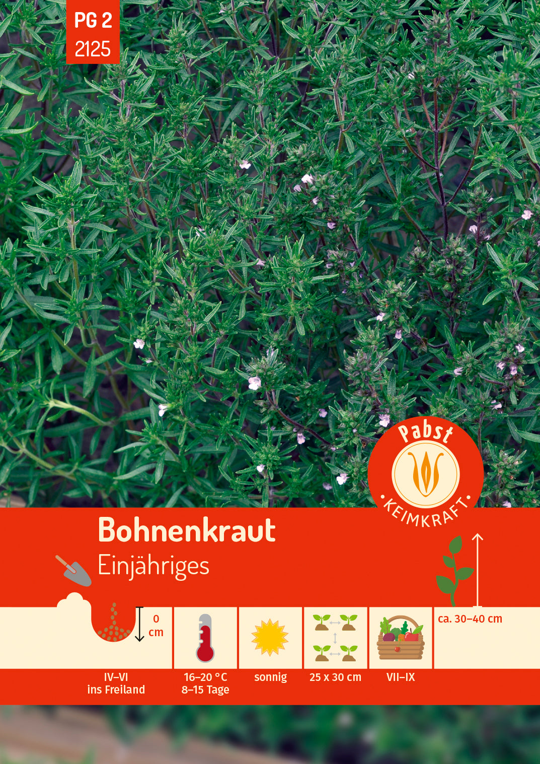 Pabst Keimkraft Bohnenkraut Einjähriges