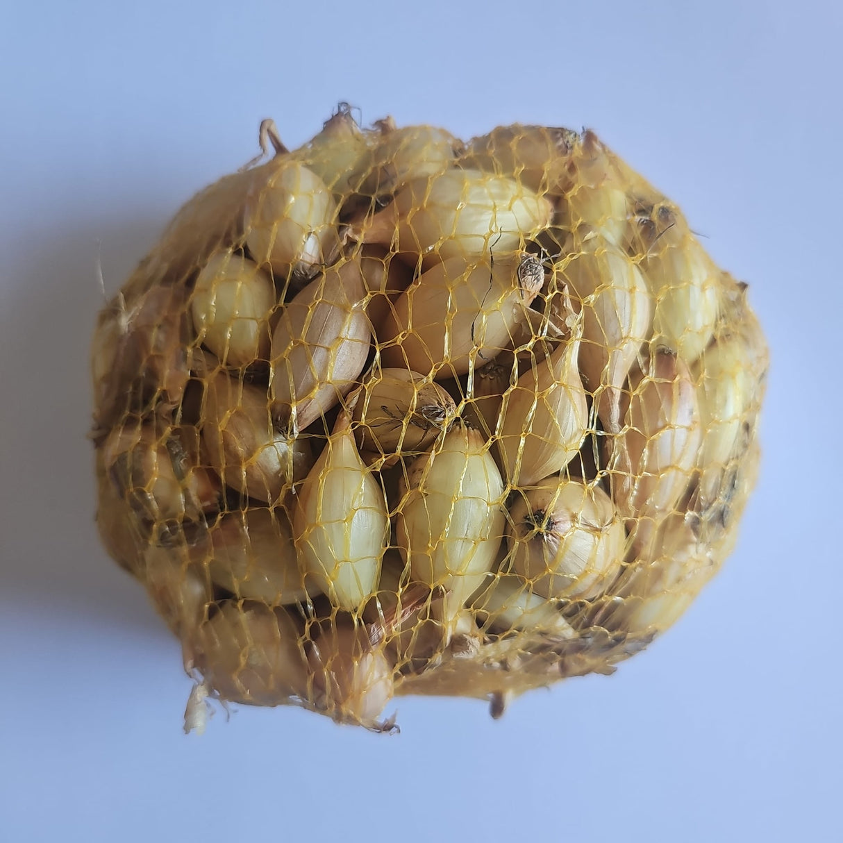 Samen Pfann Gelbe Wintersteckzwiebel Senshyu Yellow 250 Gramm