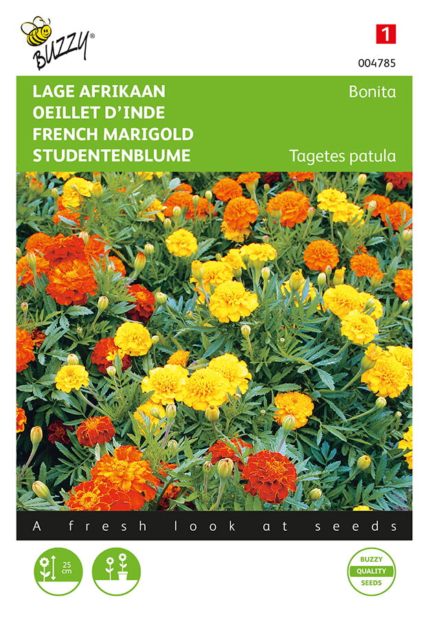 Buzzy Seeds Studentenblumen Bonita
