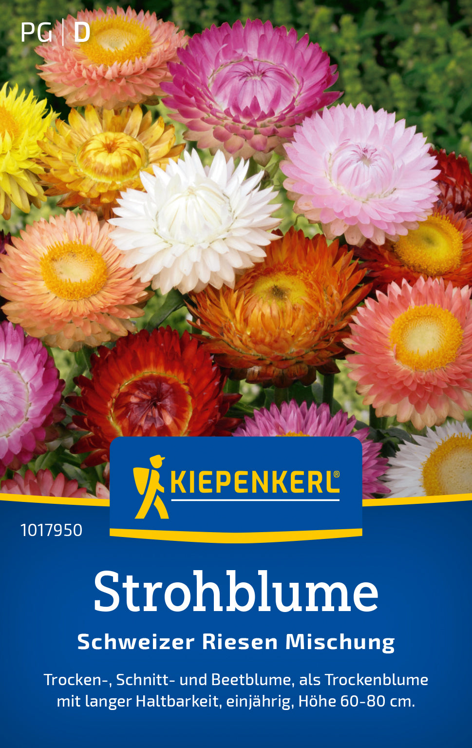 Kiepenkerl Strohblumen Schweizer Riesen Mischung