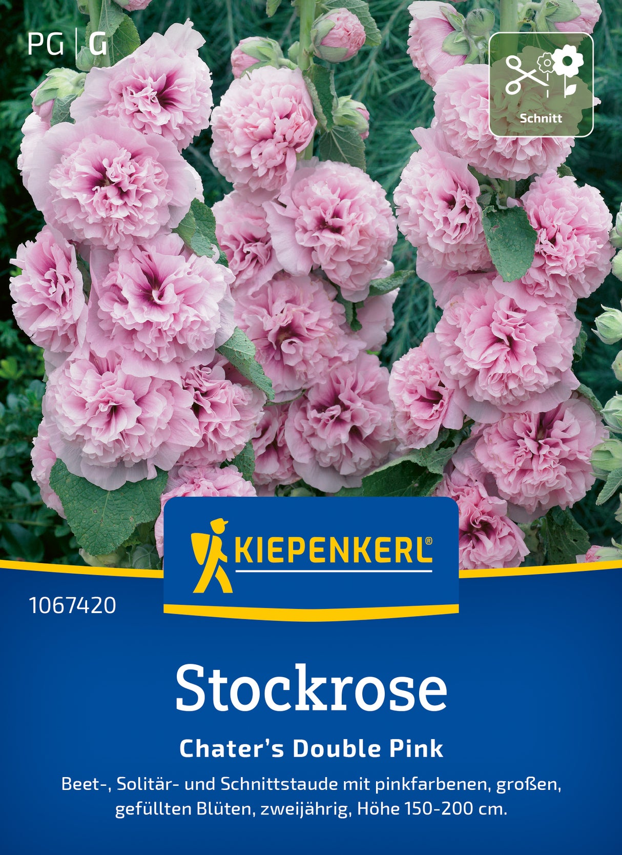 Kiepenkerl Stockrosen Chater’s Double Pink