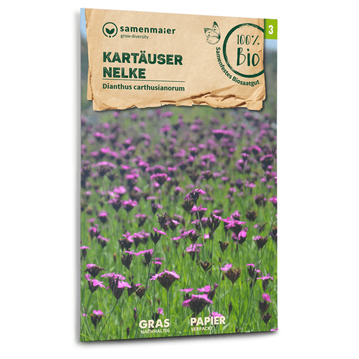 Samen Maier BIO Karthäuser-Nelke